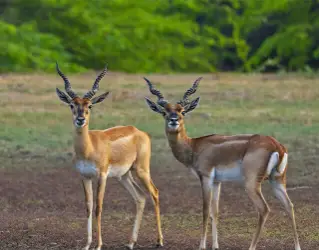 Kodiyakkarai Point Calimere Trip from Velankanni